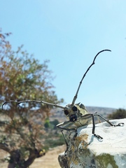 Batocera rufomaculata