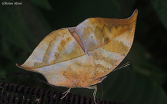 Kallima horsfieldii