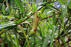 Nepenthes distillatoria