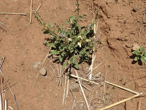 Image of Salvia repens by no rights reserved