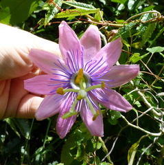 Passiflora pinnatistipula