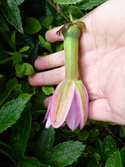Passiflora pinnatistipula