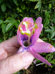 Passiflora pinnatistipula