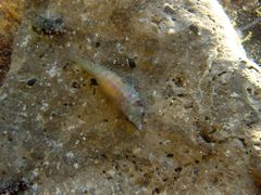 Aspasmogaster tasmaniensis