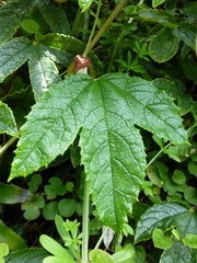 Passiflora pinnatistipula