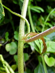 Passiflora pinnatistipula
