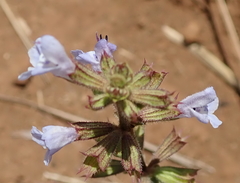 Salvia repens
