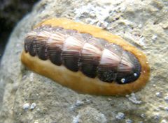 Chitonoidea