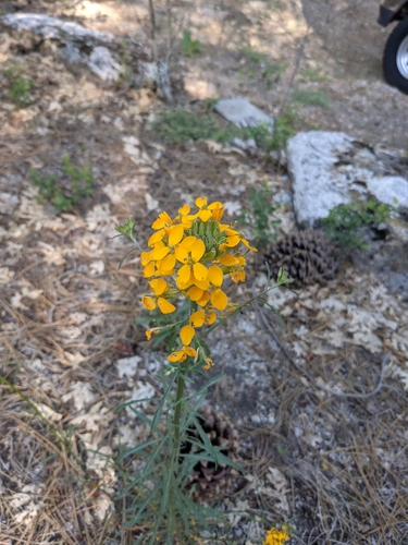 iNaturalist observation photo of Western Wallflower