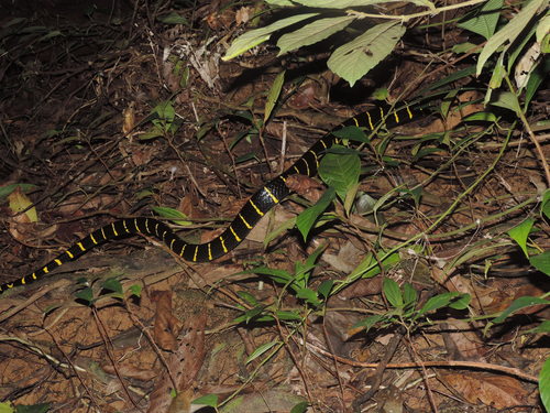 Photo of a Gold-ringed Cat Snake (dendrophila) (Boiga dendrophila)