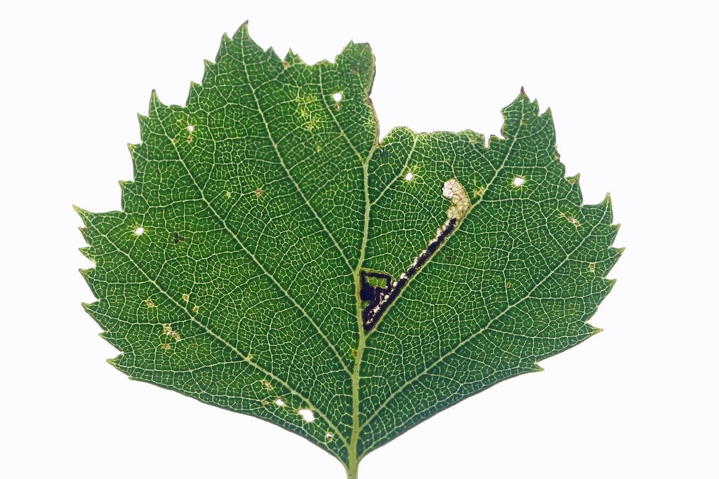 Short-barred Pigmy
