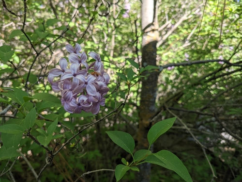 iNaturalist observation photo of Plants