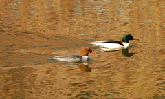 Mergus merganser