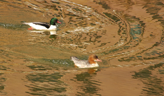 Mergus merganser