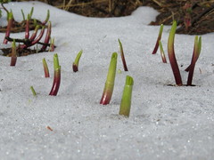 Allium microdictyon