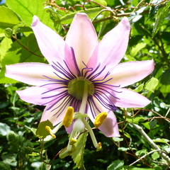 Passiflora pinnatistipula