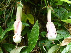 Passiflora pinnatistipula