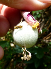 Passiflora pinnatistipula