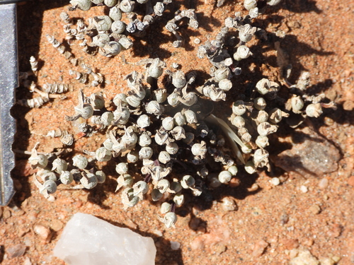 Meyerophytum meyeri