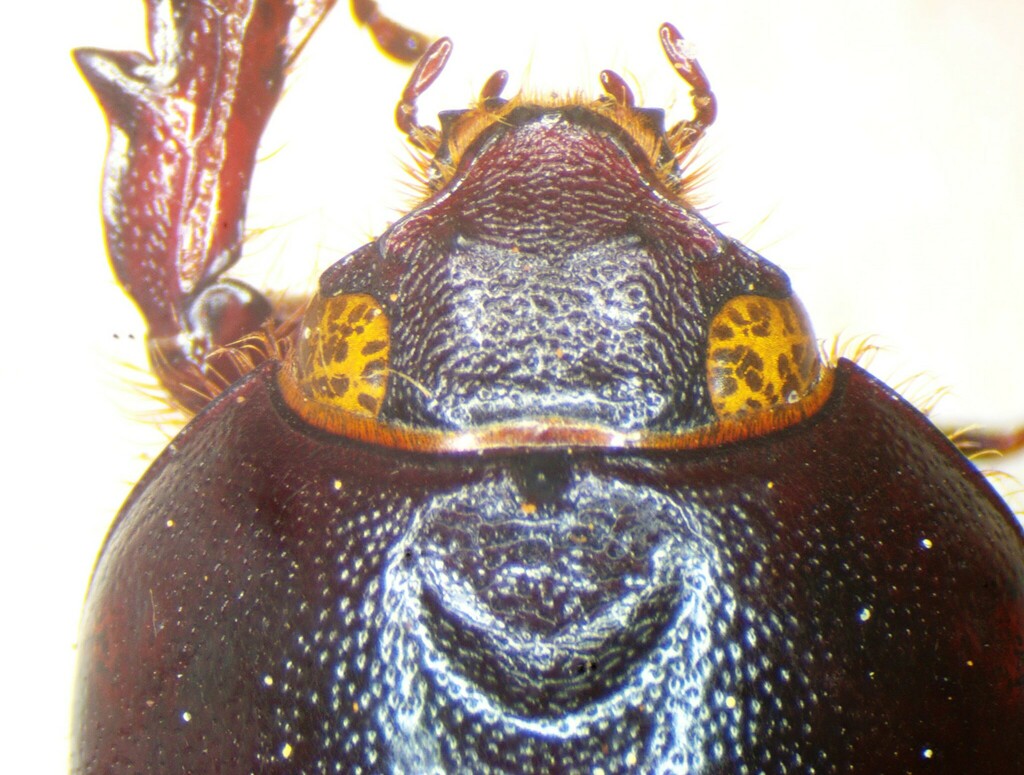 Tomarus gyas