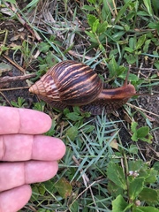 Lissachatina immaculata