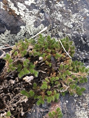 Selaginella hansenii