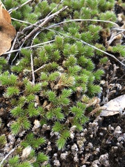Selaginella hansenii