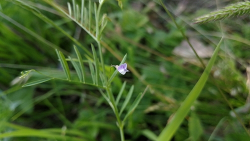 vika štvorsemenná (Vicia tetrasperma)
