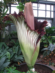 Amorphophallus titanum