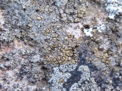 Acarospora badiofusca image