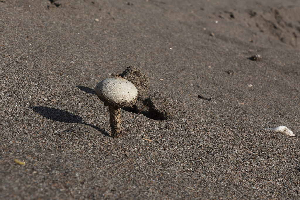 Tulostoma brumale · March 2023 · photo: © silviomontani (iNaturalist, cc-by)