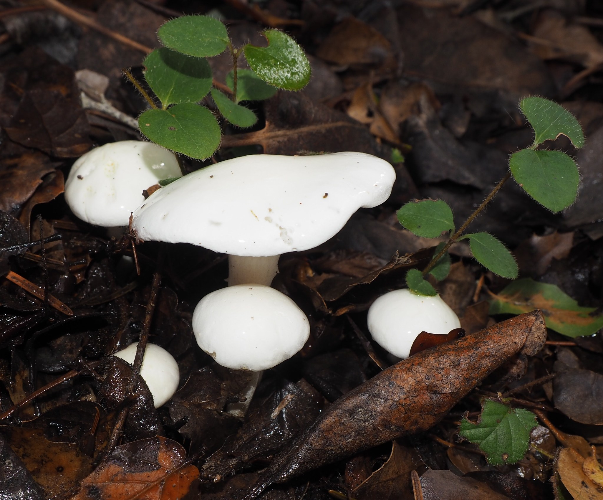 Hygrophorus eburneus image