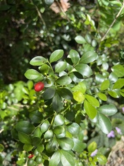 Murraya paniculata image