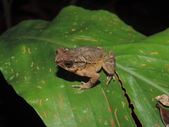 Ingerophrynus divergens
