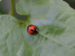 Coelophora biplagiata