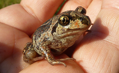 Pelobates vespertinus