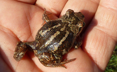 Pelobates vespertinus