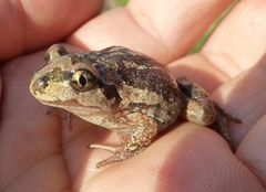 Pelobates vespertinus