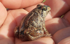 Pelobates vespertinus