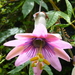 Passiflora pinnatistipula - Photo (c) Murray NZ, μερικά δικαιώματα διατηρούνται (CC BY), uploaded by Murray NZ