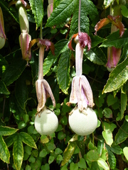 Passiflora pinnatistipula