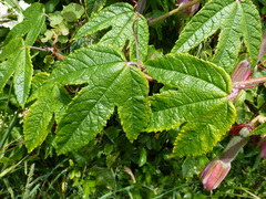 Passiflora pinnatistipula