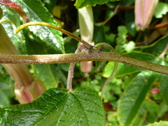 Passiflora pinnatistipula