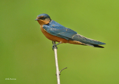 Hirundo nigrorufa