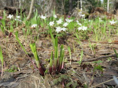 Allium microdictyon