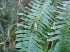 Homoeocerus bipunctatus