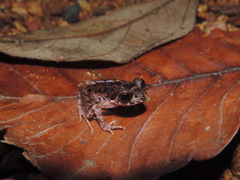 Leptobrachella