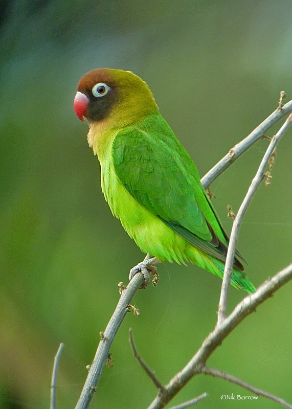 Black-cheeked Lovebird