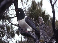 Hemiphaga chathamensis