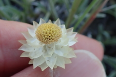 Helichrysum chionosphaerum